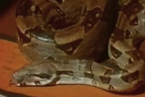 The Light From The Second Story Window (1973) Complete movie