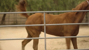 Icon Male: Kissing Connection